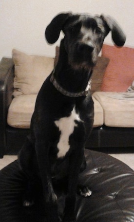 A black with white Irish Dane dog is sitting on a black Ottoman with a tan couch behind it.